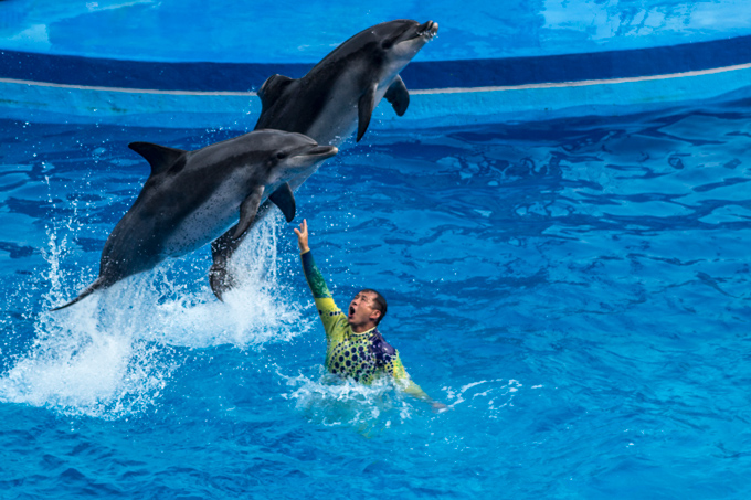 HK-ocean-park-dolphins-H