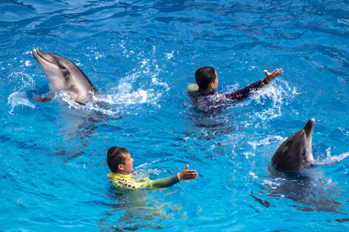 HK-ocean-park-dolphins-H2