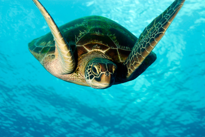 Sea turtle, Guam