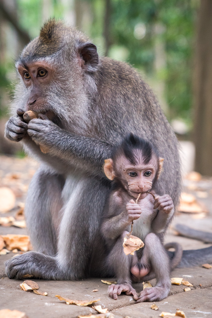 Bali-monkey-baby-V