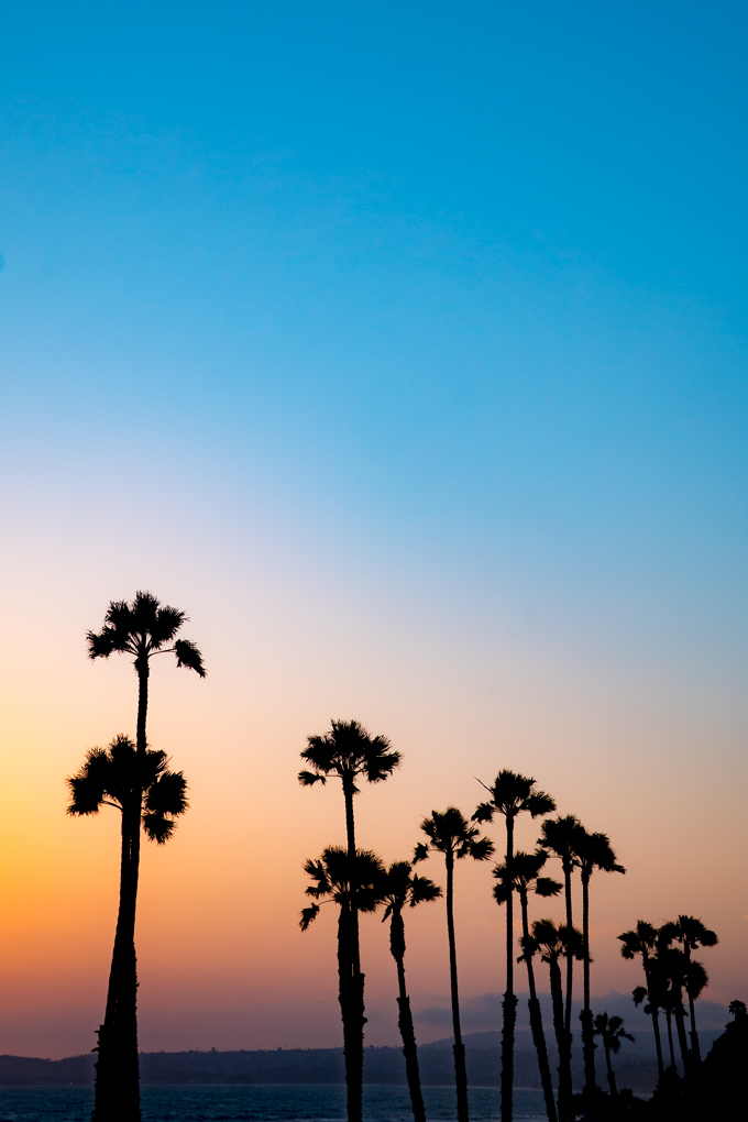 Tall palm trees at sunset in San Clemente, California