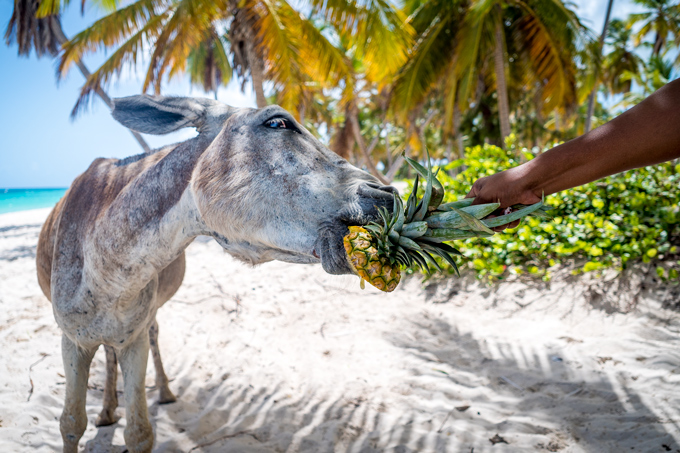 One Perfect Day On Saona Island Dominican Republic Global Girl Travels