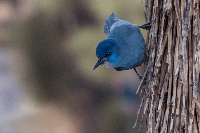 Blue bird at Joshua Tree National Park, California