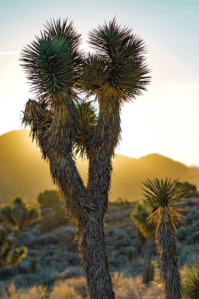 Joshua Tree National Forest Park in California
