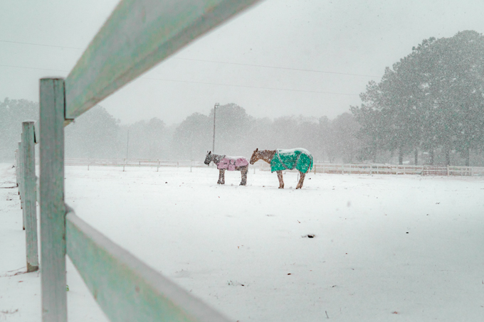 Snow at Red Gate Farms, Savannah, Georgia
