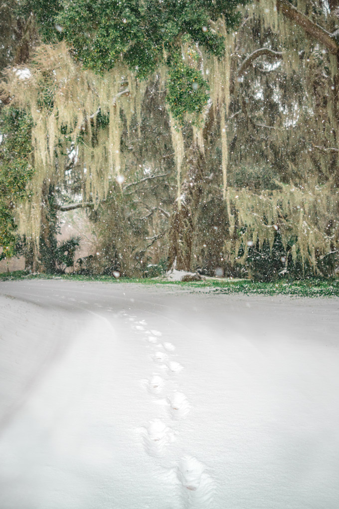 Snow at Red Gate Farms, Savannah, Georgia