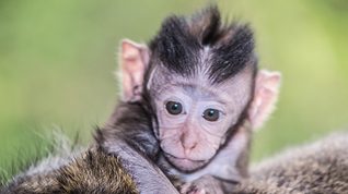 monkey-forest-baby-close-feat