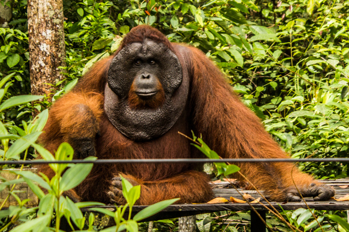 beaten orangutan