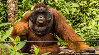 tanjung puting national park, orangutans, borneo