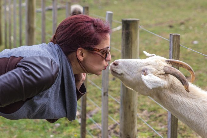 NZ-Kauri-Village-goat-kiss-H