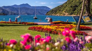 NZ-picton-park-flowers-close-feat