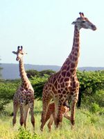 africa-Giraffes-150×200