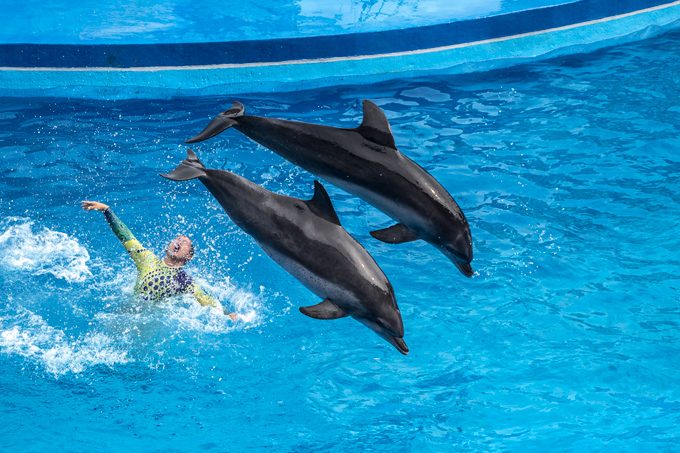HK-ocean-park-dolphins-jump-H