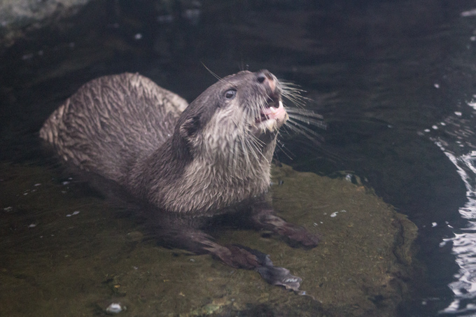 HK-ocean-park-otter-H - Global Girl Travels