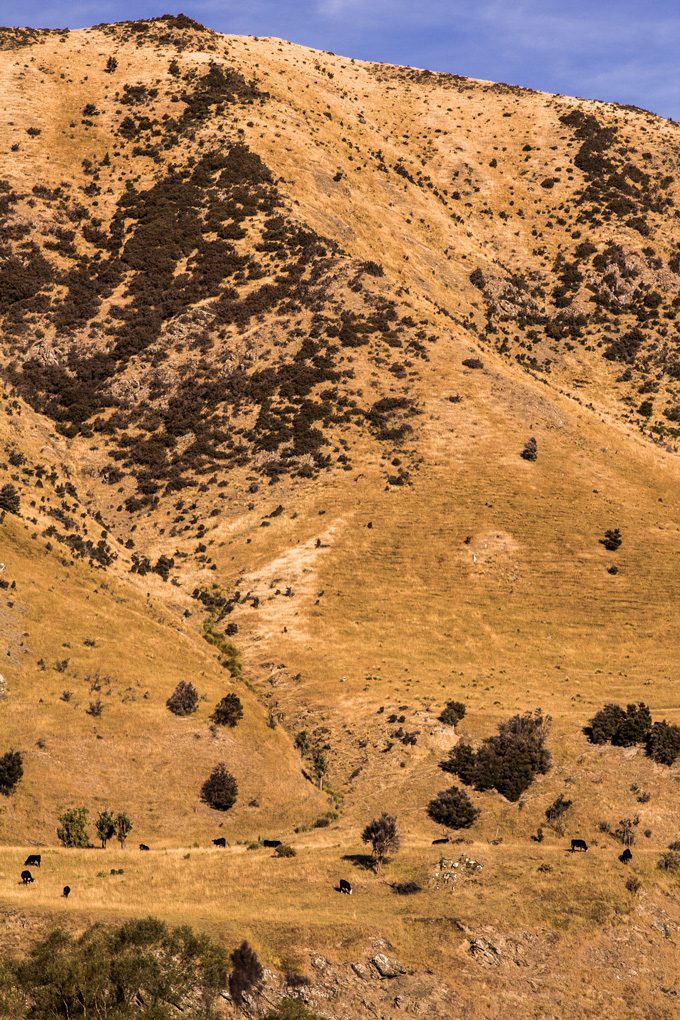 New Zealand cows on mountainside grass