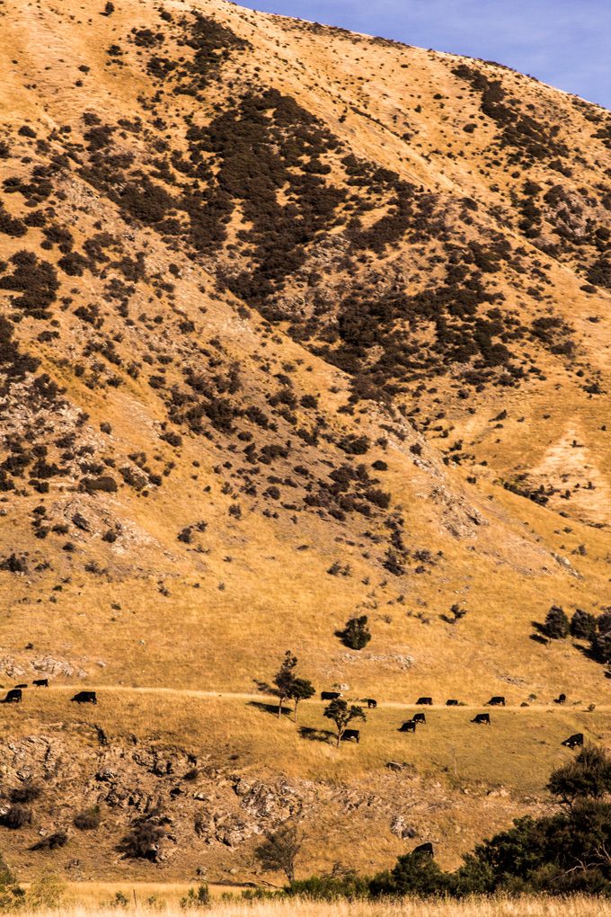 New Zealand cows on mountainside grass