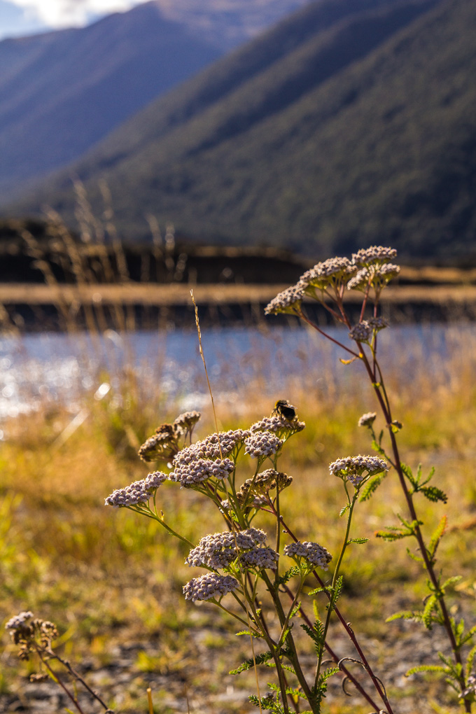 NZ-river-flowers-V