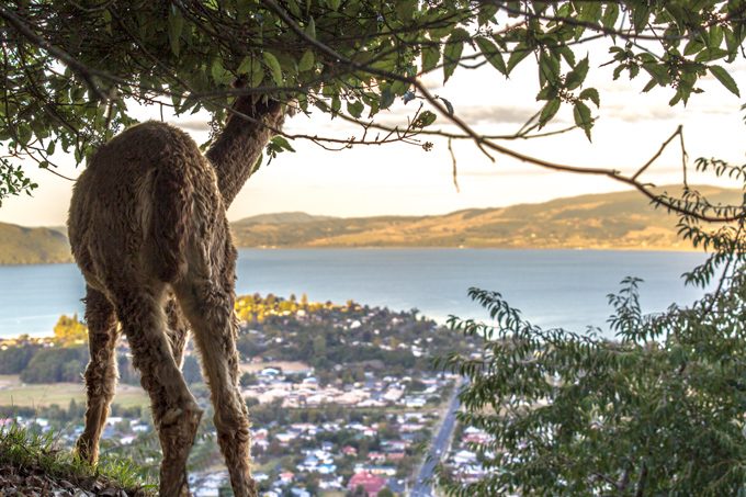 NZ-skyline-alpaca-view-H