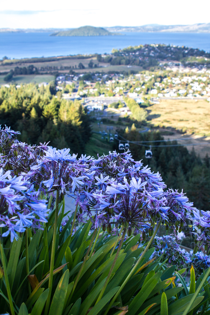 NZ-skyline-flowers-view-H