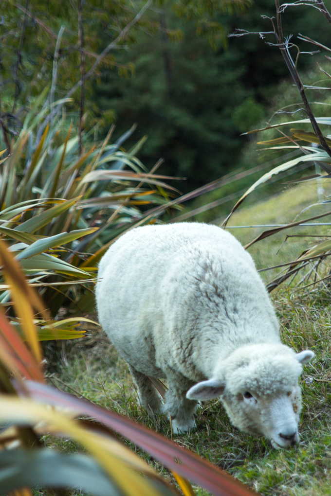 NZ-skyline-sheep-V