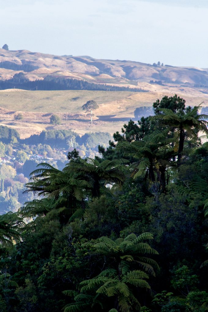 NZ-skyline-trees-hills-V