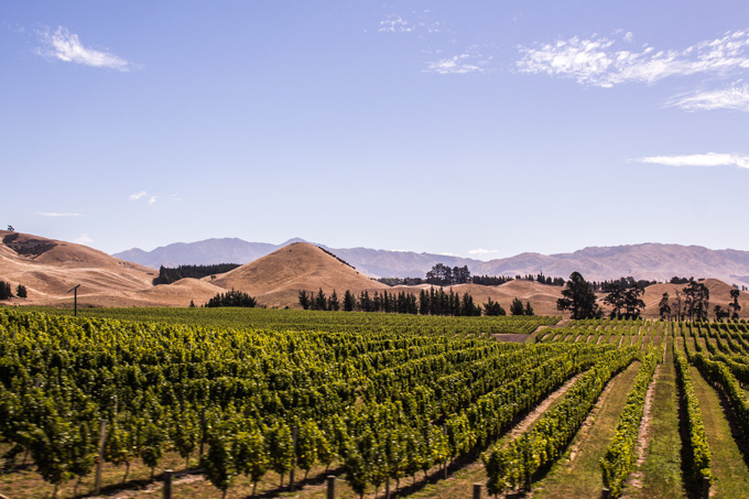 NZ-vineyards-H