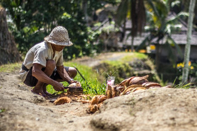 Man chopping coconuts in Bali
