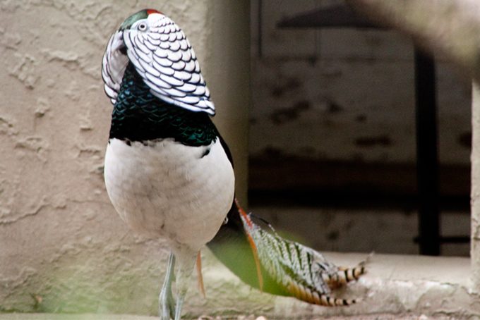 strange colorful bird at Bronx Zoo, New York City