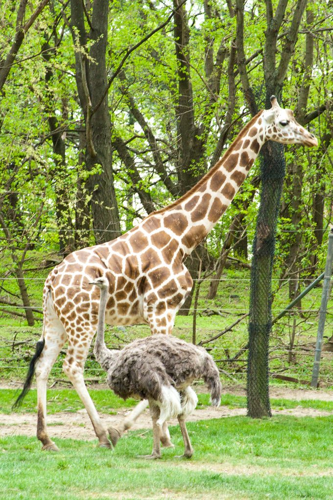 Giraffe and ostrich at Bronx Zoo, New York