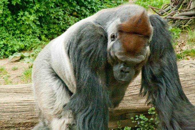 Gorilla at Bronx Zoo, New York City