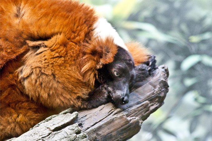 lemur-brown-H