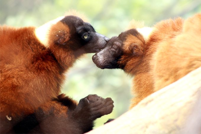 Brown lemurs grooming at Bronx Zoo, New York City