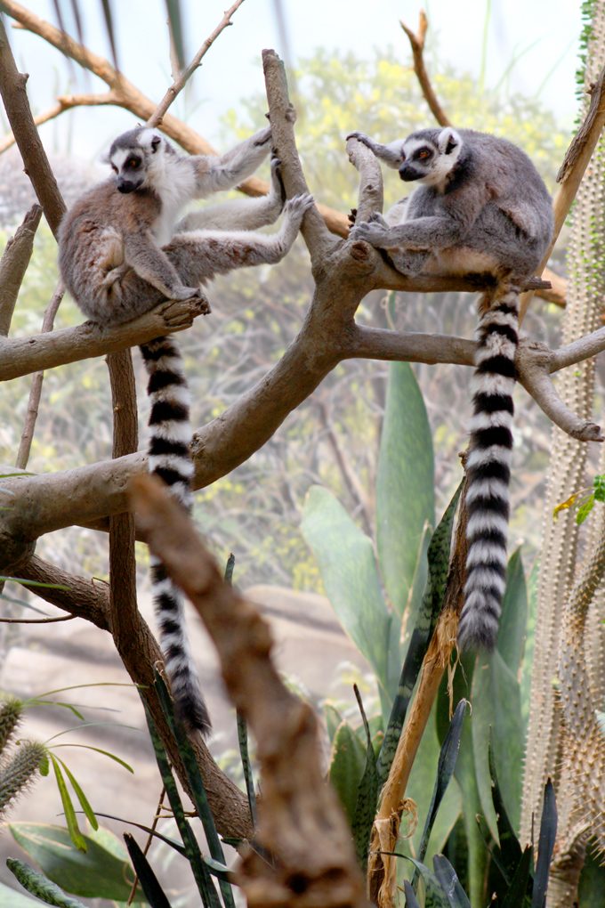 Lemurs at Bronx Zoo, New York City