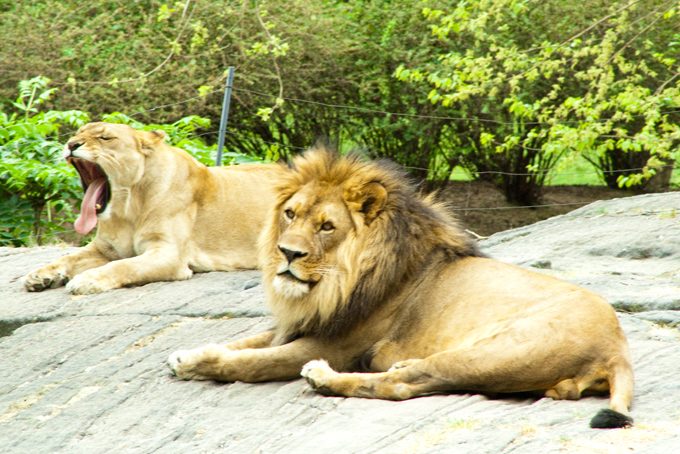 Lions yawn at Bronx Zoo, New York City
