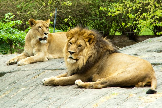 Lions at Bronx Zoo, New York City