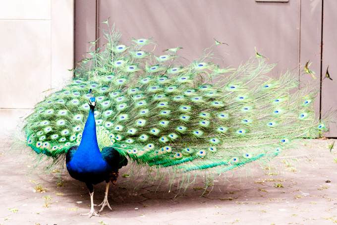 peacock-H