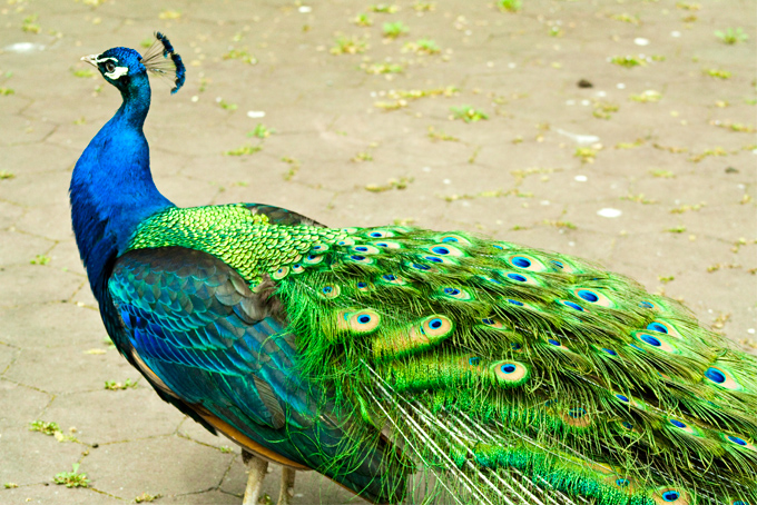 peacock-side