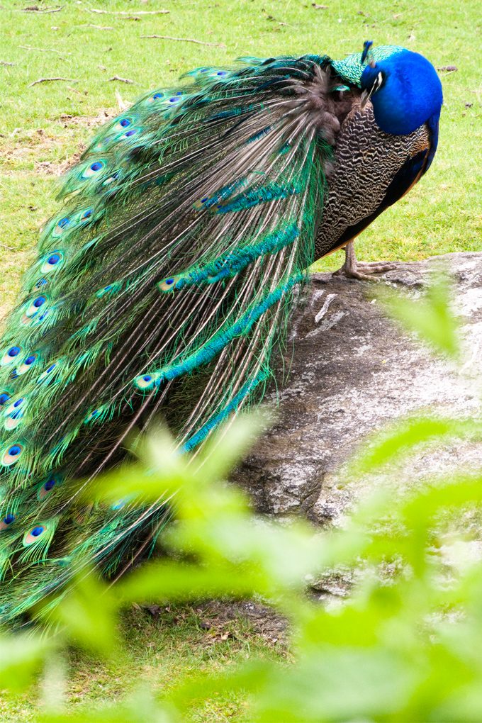 Peacock at Bronx Zoo, New York City