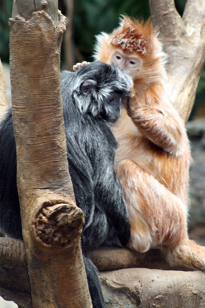 Snow monkeys grooming at Bronx Zoo, New York City
