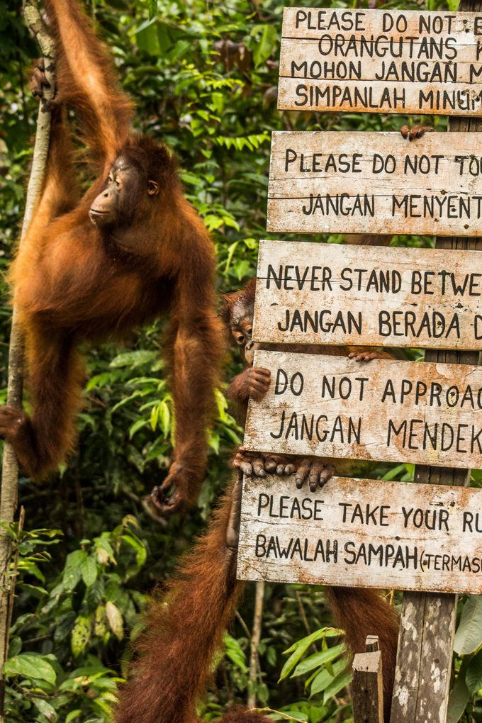 orangutans-hang-sign-V