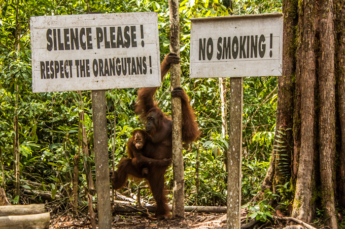 Borneo orangutans in Tanjung Puting