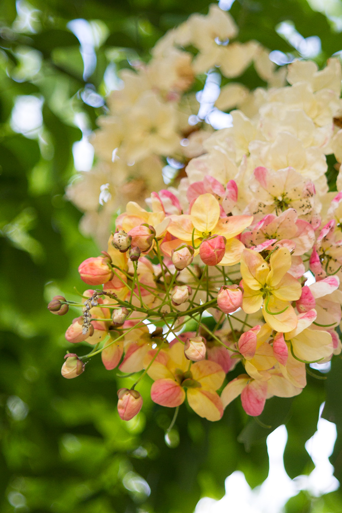 CairnsflowersV Global Girl Travels