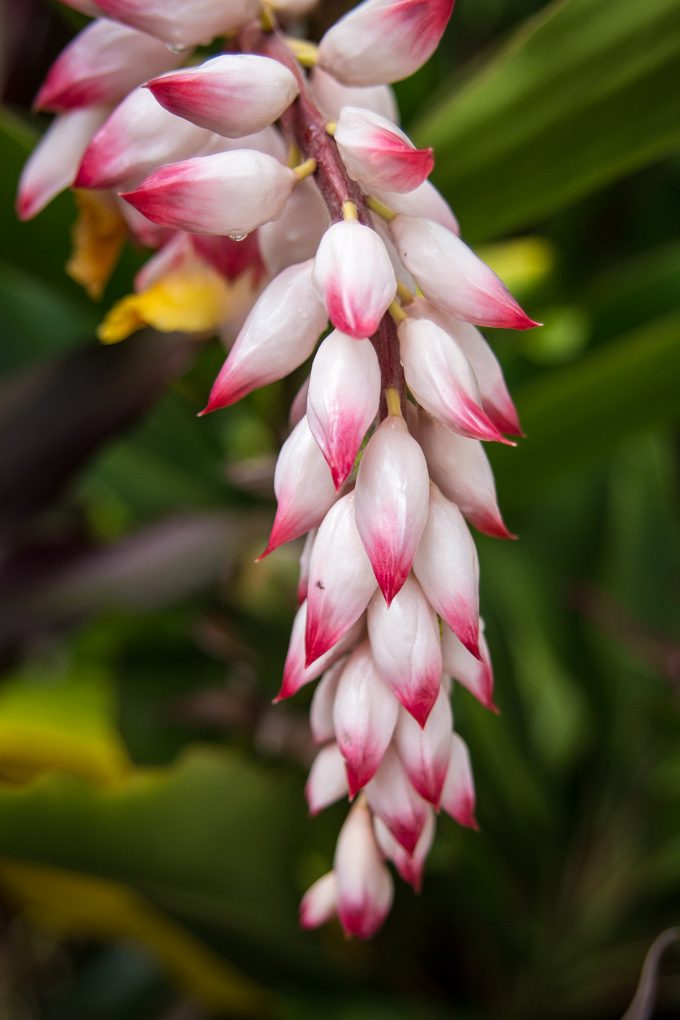 Cairns-kuranda-flowers-V