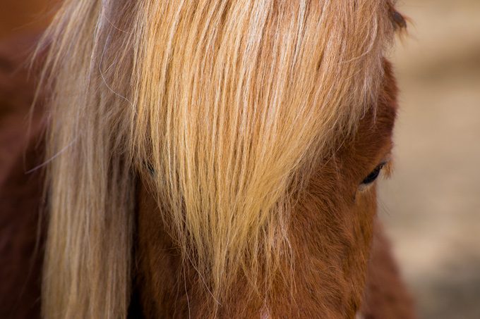 Horses-face-closeup-H