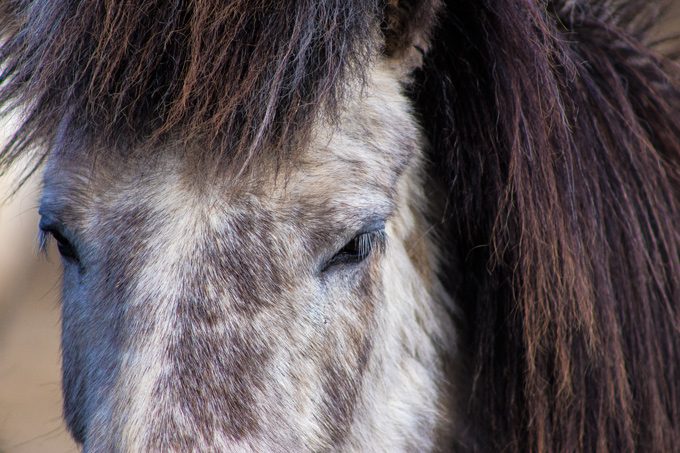 Horses-face-gray-closeup-H