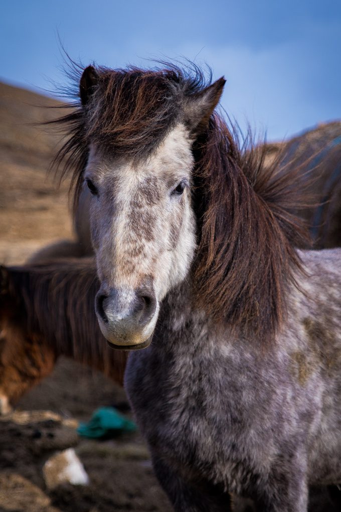 Horses-gray-V