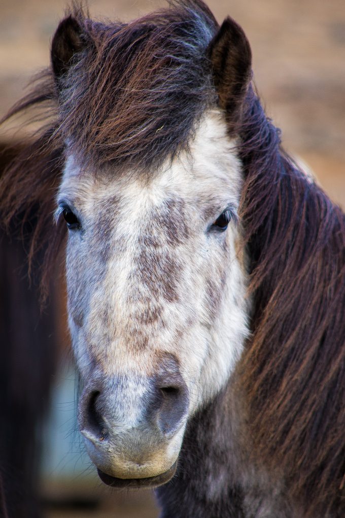 Horses-gray-close-V