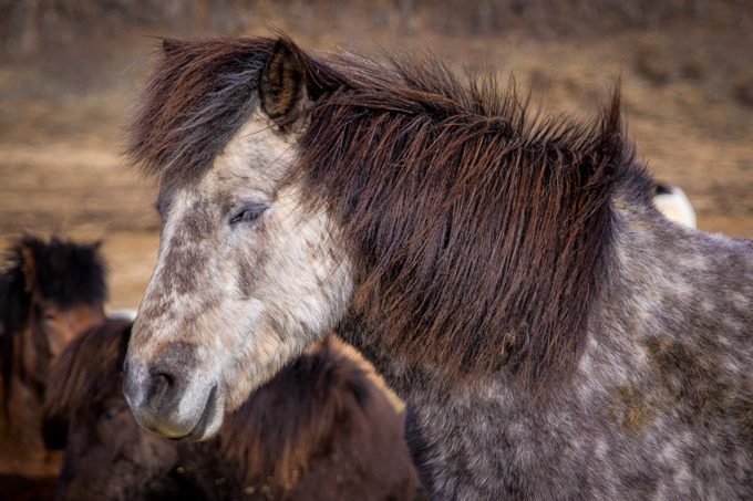 Horses-gray-profile-H