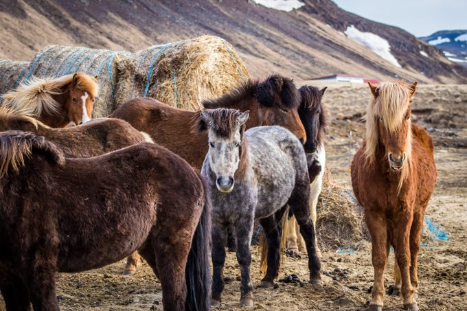 Horses-group-H