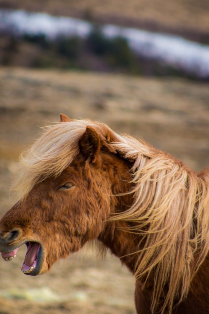 Horses-mouth-V